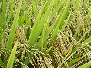 ����(y��u)268-ˮ���N��-ϣ���N�I(y��)