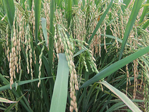 ���S��(y��u)1̖(h��o)-ˮ���N��-ϣ���N�I(y��)