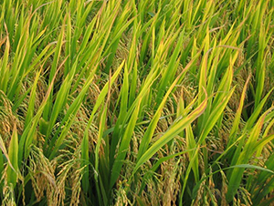 �L�Ƀ�(y��u)35-ˮ���N��-ϣ���N�I(y��)