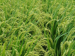 Y�Ƀ�(y��u)6̖-ˮ���N��-ϣ���N�I(y��)