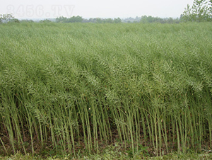 T2159-�Ͳ˷N��-���A���r(n��ng)