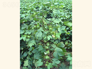 ���s��4̖-�޻��N��-���A���r