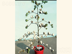 �ƿ���1̖-�޻��N��-���A���r