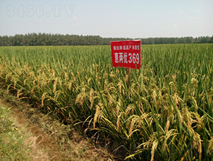 �݃Ƀ�(y��u)369-ˮ���N��-���A���r(n��ng)