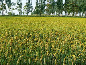 吉粳105號(hào)-水稻種子-科豐種業(yè)