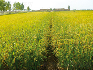 寧粳24號(hào)-水稻種子-科豐種業(yè)