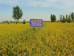 寧粳28號(hào)-水稻種子-科豐種業(yè)