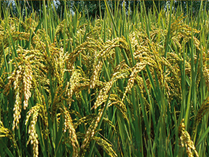 寧粳33號-水稻種子-科豐種業(yè)