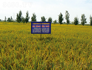 ����36̖(h��o)-ˮ���N��-���S�N�I(y��)