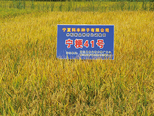 寧粳41號-水稻種子-科豐種業(yè)