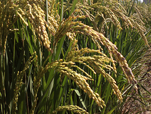 ����44̖-ˮ���N��-���S�N�I(y��)