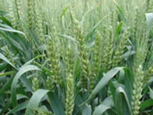 ����19̖-С���N��-�y�d�N�I(y��)