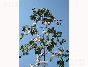 �y�d��8̖-�޻��N��-�y�d�N�I(y��)