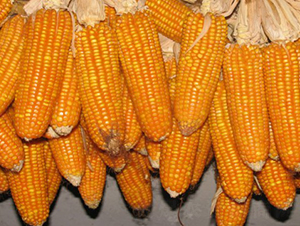 �t����̖(h��o)-���׷N��-���S�N�I(y��)