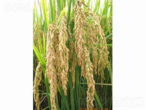 �პ(y��u)34-ˮ���N��-���S�N�I(y��)