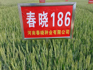 ����186-С���N��-���ԷN�I(y��)