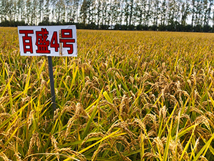 ��ʢ4̖(h��o)-ˮ���N��-���ϷN�I(y��)