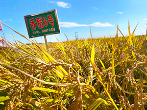 �̵�8̖(h��o)-ˮ���N��-���ϷN�I(y��)