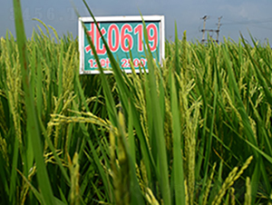 ��0619-ˮ���N��-���ϷN�I(y��)