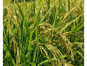 ����7̖-ˮ���N��-���ϷN�I(y��)