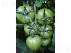 ��ؐ77-���ѷN��-��Ƴ�