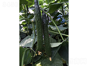 ��ҫ69-�S�ϷN��-��Ƴ�