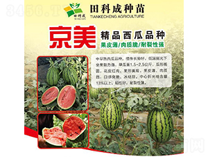 京美-西瓜種子-田科成