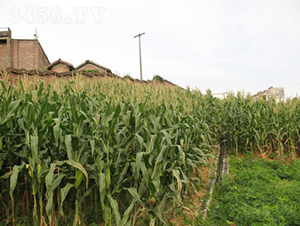 ���r367-���׷N��-���߷N�I(y��)