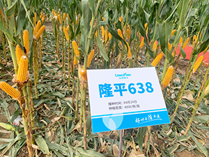隆平638-玉米種子-三高種業(yè)