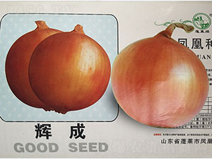 輝成-洋蔥種子-鳳凰種業(yè)