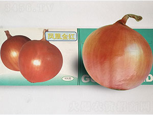 鳳凰金紅-洋蔥種子-鳳凰種業(yè)