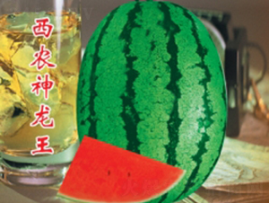 西農(nóng)神龍王-西瓜種子-秦紅種業(yè)