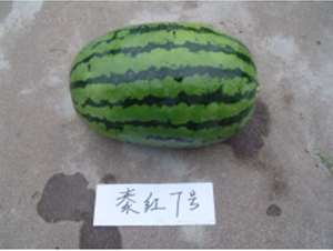 秦紅7號-西瓜種子-秦紅種業(yè)