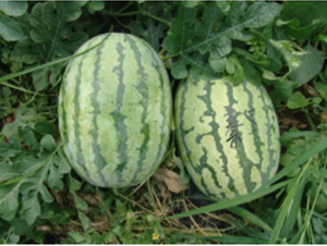 秦紅5號(hào)-西瓜種子-秦紅種業(yè)