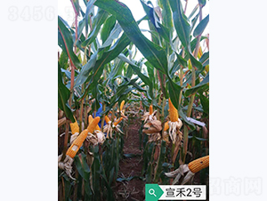 ����2̖(h��o)-���׷N��-���S�N�I(y��)