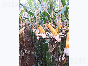 宣禾8號(hào)-玉米種子-宣豐種業(yè)