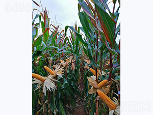 宣禾6號-玉米種子-宣豐種業(yè)