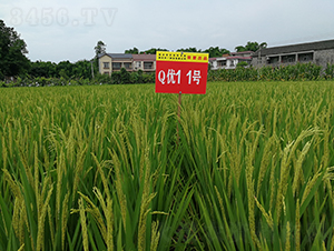 Q��(y��u)11̖-���A�����㵾-��һ�N�I(y��)