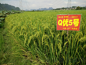 Q��(y��u)5̖-ȫ�ܵ�-��һ�N�I(y��)