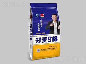 鄭麥918-小麥種子-帝益麥種業(yè)