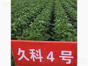 �ÿ�4̖(h��o)-�󶹷N��-�L(zh��ng)�ǷN�I(y��)