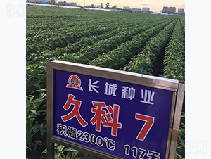 �ÿ�7̖(h��o)-�󶹷N��-�L(zh��ng)�ǷN�I(y��)