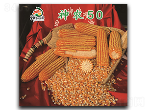 神農(nóng)50-玉米種子-神農(nóng)種業(yè)