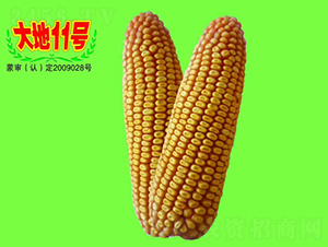 大地11號-玉米種子-大地種業(yè)