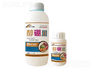 ����.B-����-��ɪ��