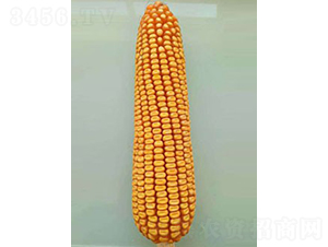 ���18-���׷N��-��̷N�I(y��)