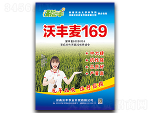 沃豐麥169-小麥種子-沃能豐