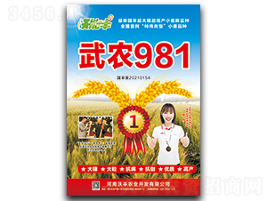 武農(nóng)981-小麥種子-沃能豐