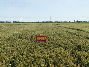 ����1702-С���N��-���P�N�I(y��)