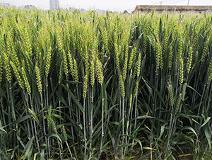 ����1718-С���N��-���P�N�I(y��)